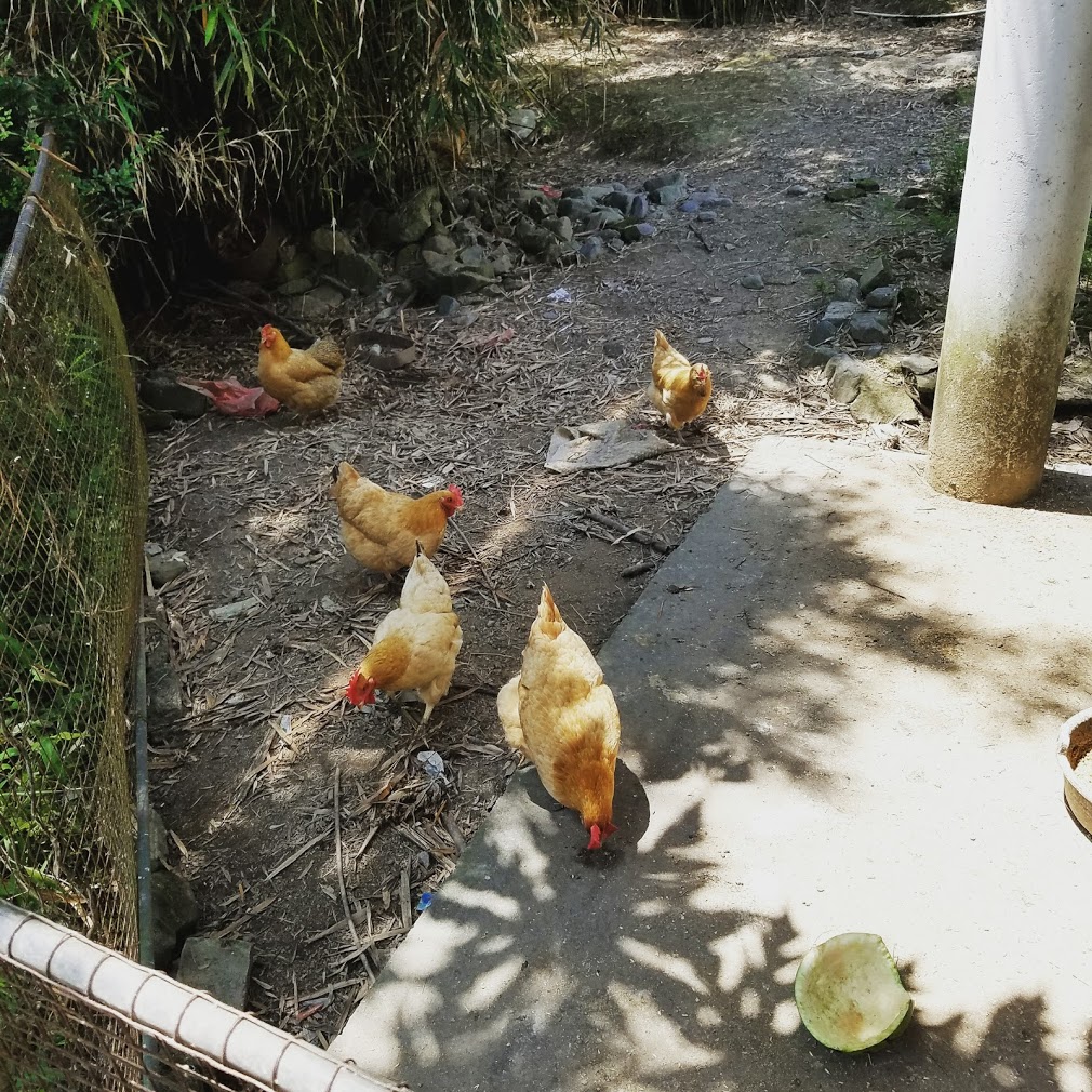 chickens.jpg