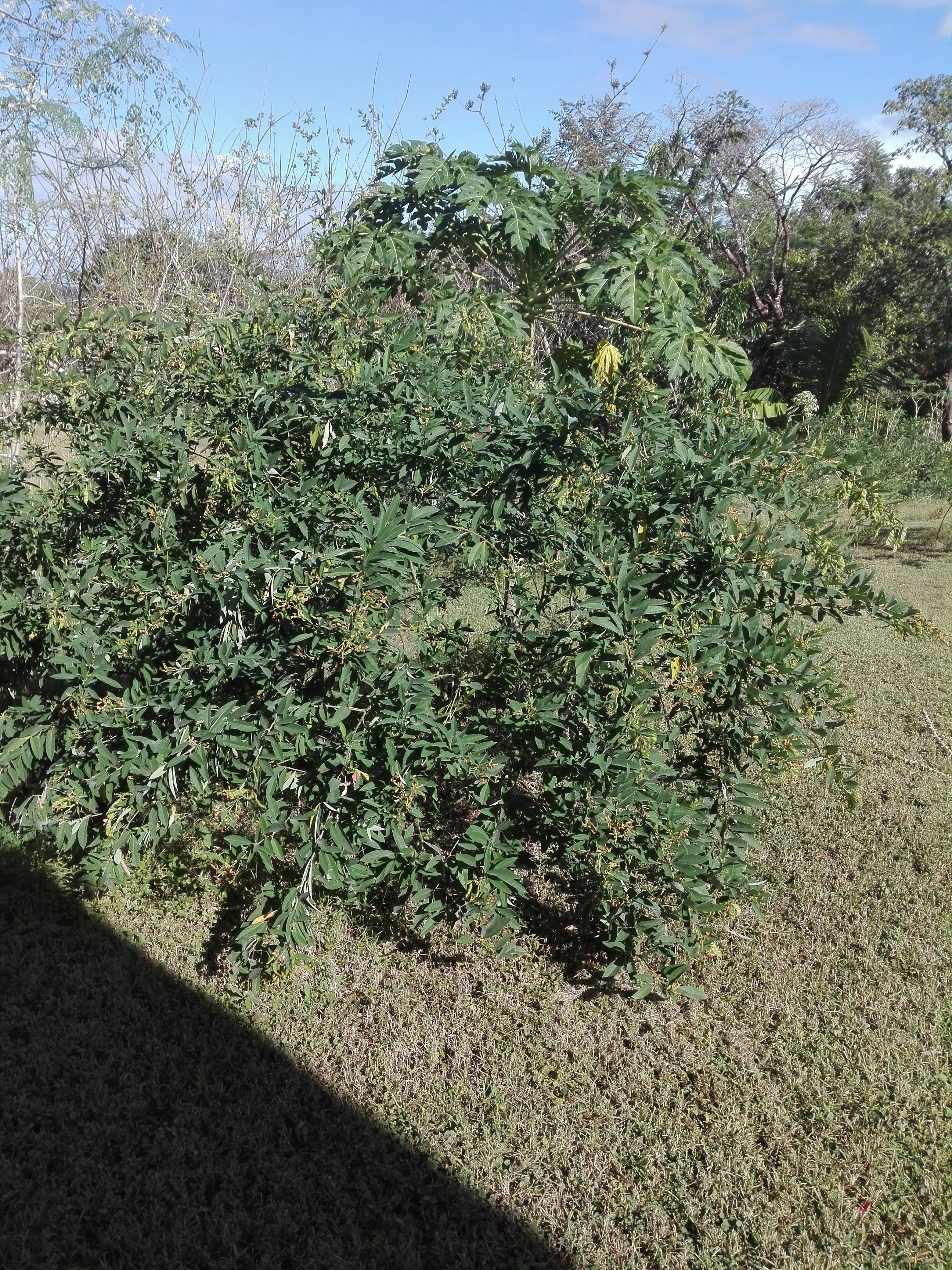 pea bush.jpg