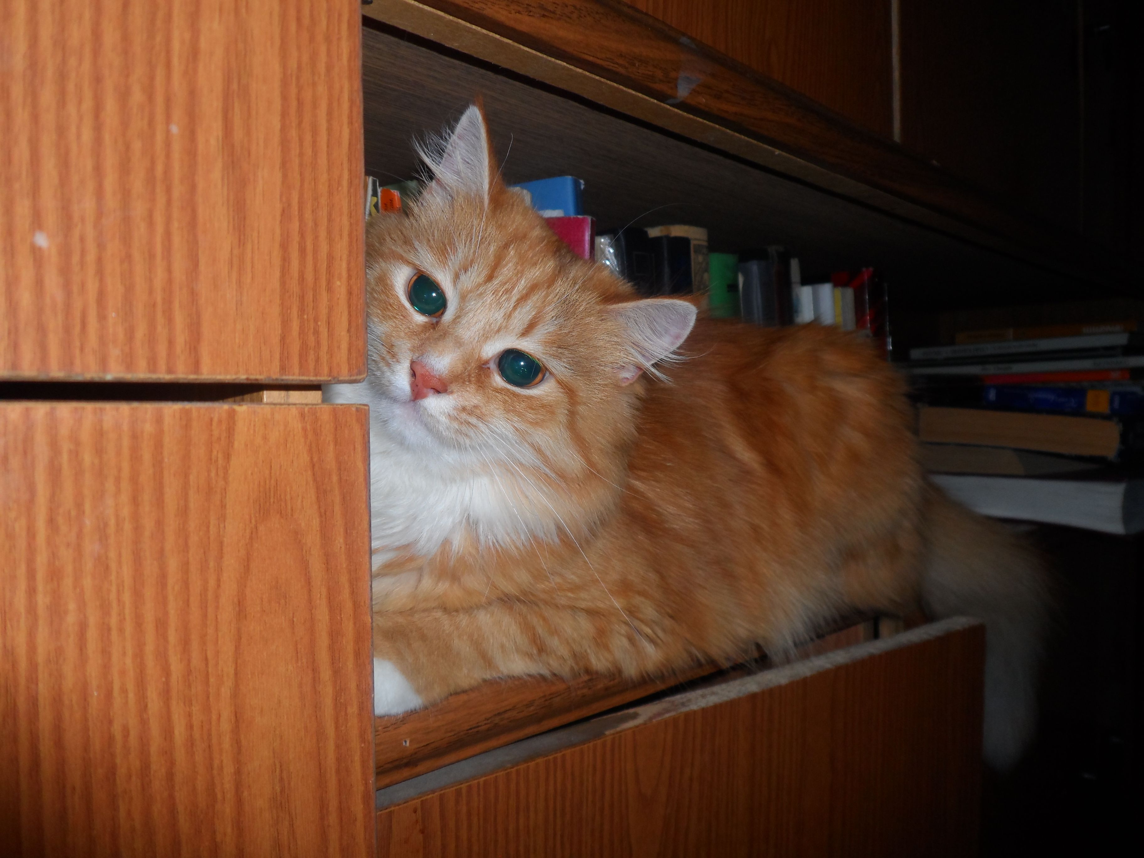 SAM_2010.JPG