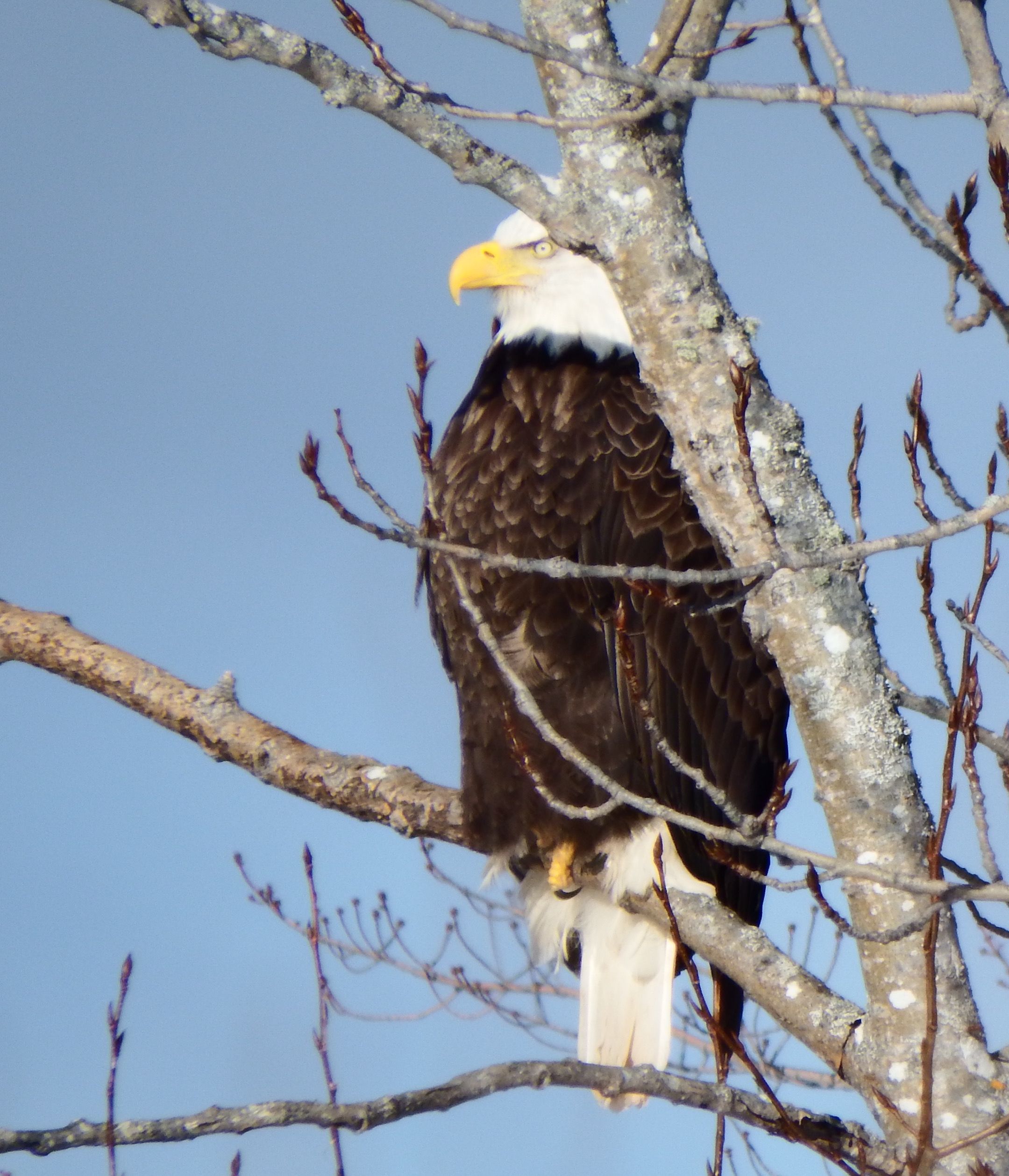 Eagle in tree 3 cropped.jpeg