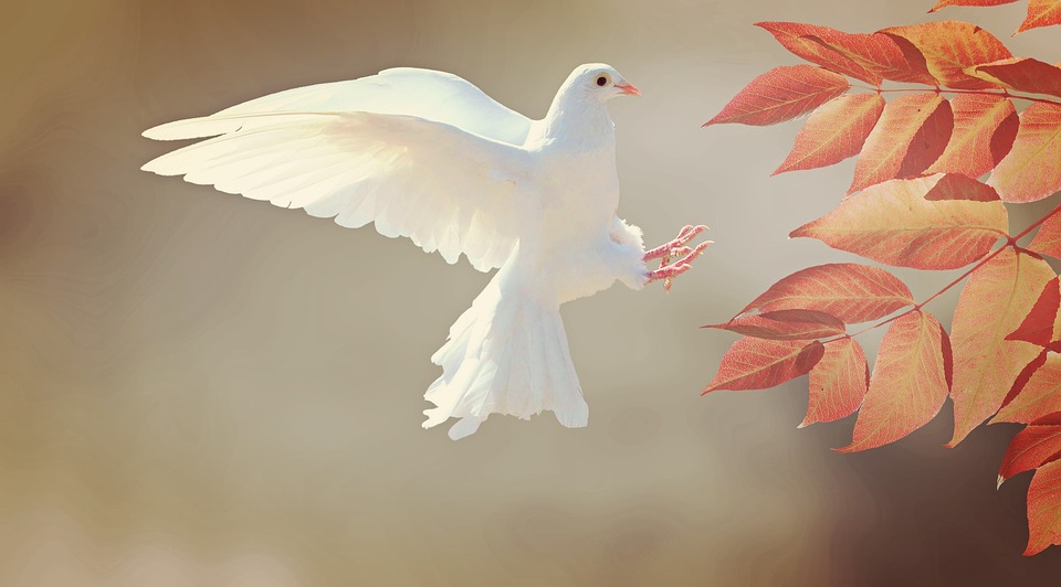 White Pigeon.jpg