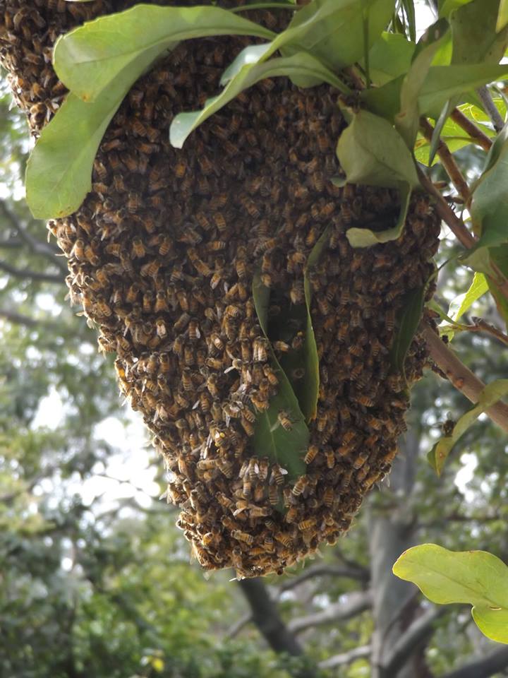 swarm2.jpg