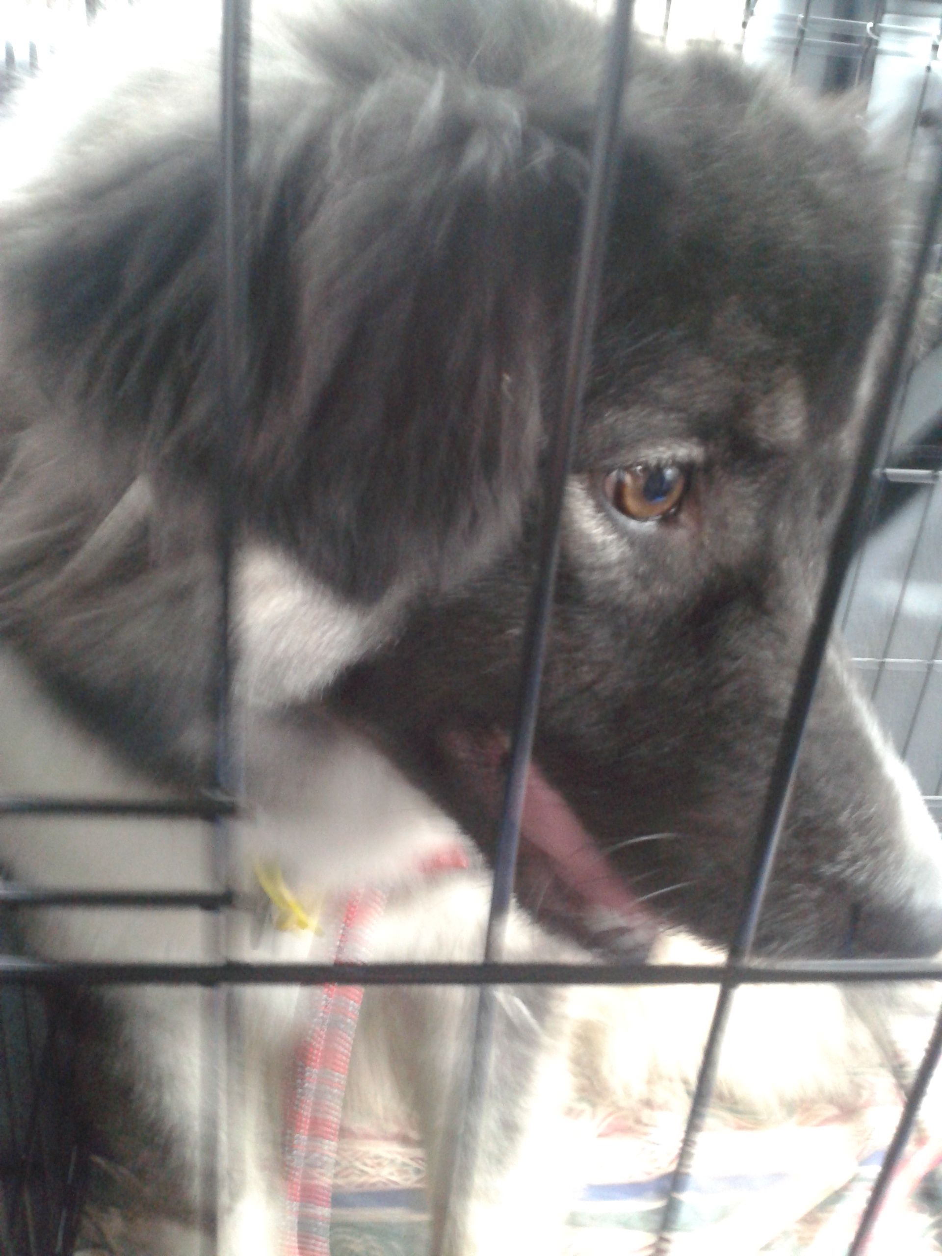 1 Annie (was Chloe) on her way to her new home.jpg