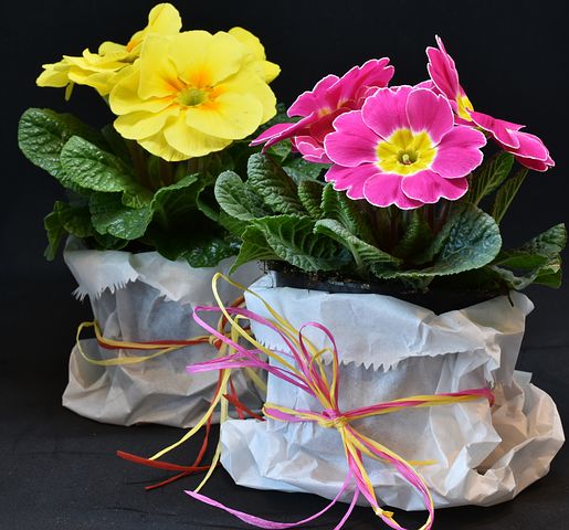 primroses-3132310__480.jpg