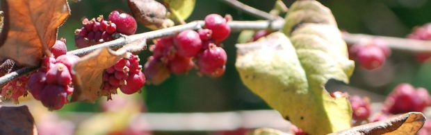 Coralberry-620x195.jpg