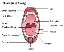 250px-Illu_mouth.jpg