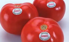 Tomate Calege/FlavrSavr