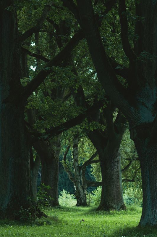 trees_late summer_astridschulz.jpg