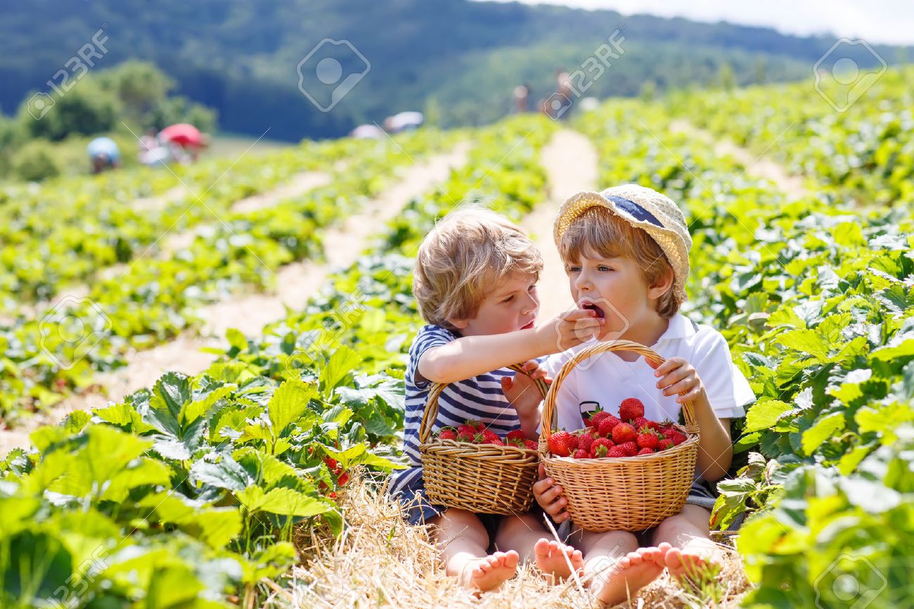 50080500-two-little-friends-kid-boys-having-fun-on-strawberry-farm-in-summer-children-eating-healthy-organic--Stock-Photo.jpg
