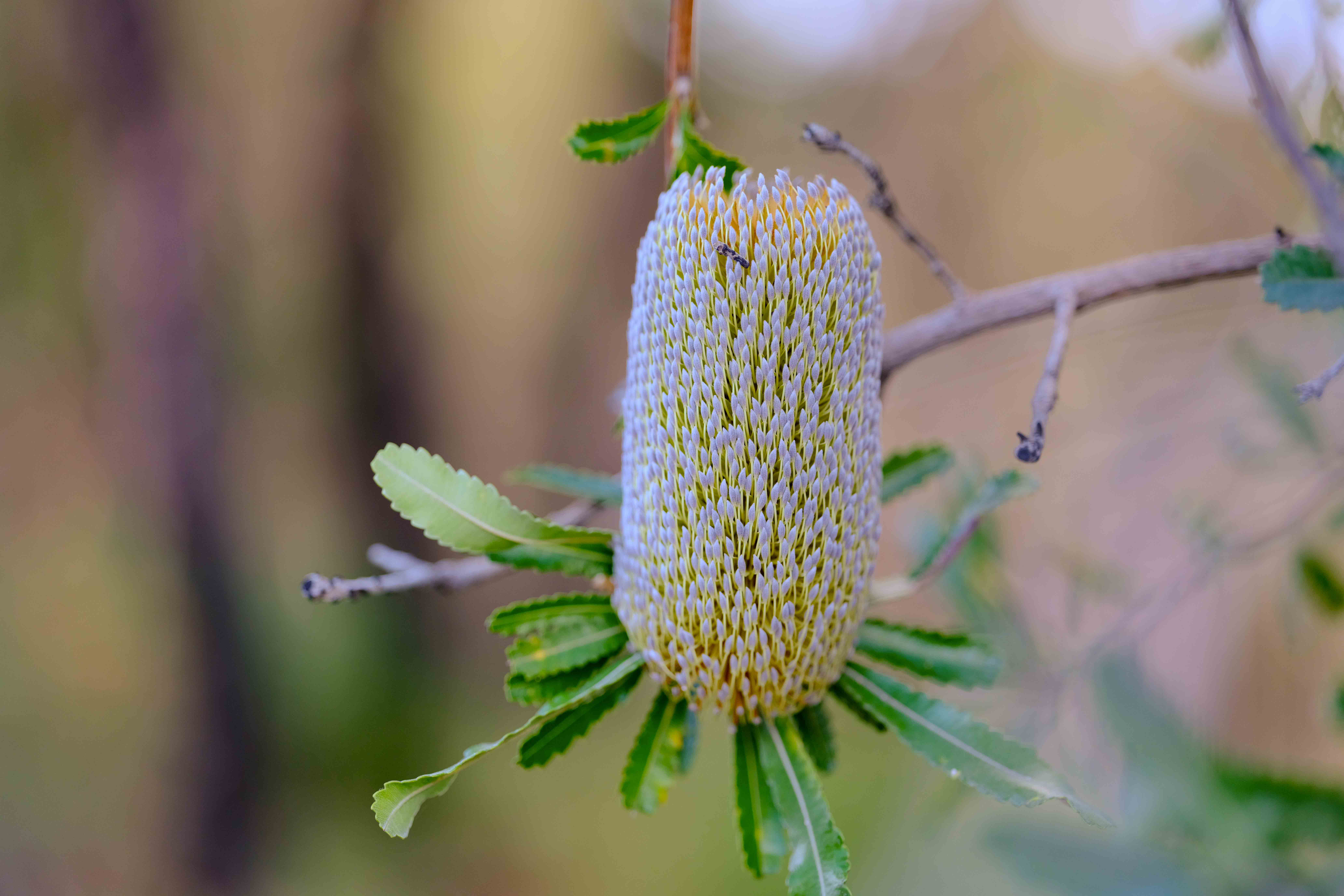 Wedding Cake Rock 003.jpg