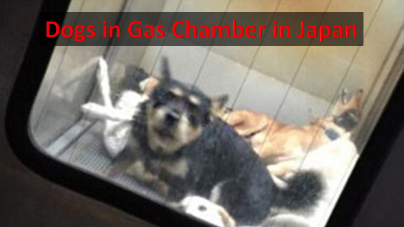 GASchambersDOG.jpg