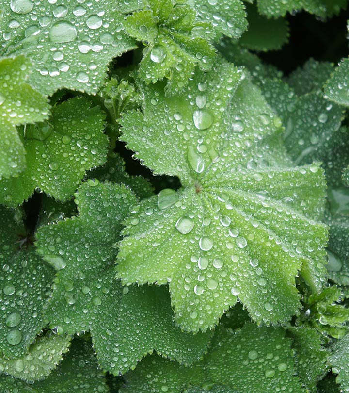 2541-10-Amazing-Benefits-Of-Lady’s-Mantle-For-Skin-Hair-And-Health-SS.jpg