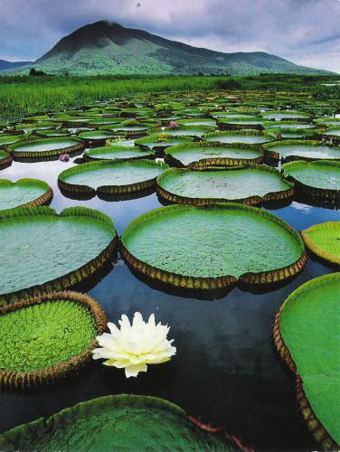 Brazil - Pantanal Conservation Area.jpg