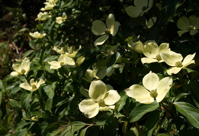 Pacific_Dogwood,_Coleton_Fishacre_-_geograph.org.uk_-_1365330.jpg