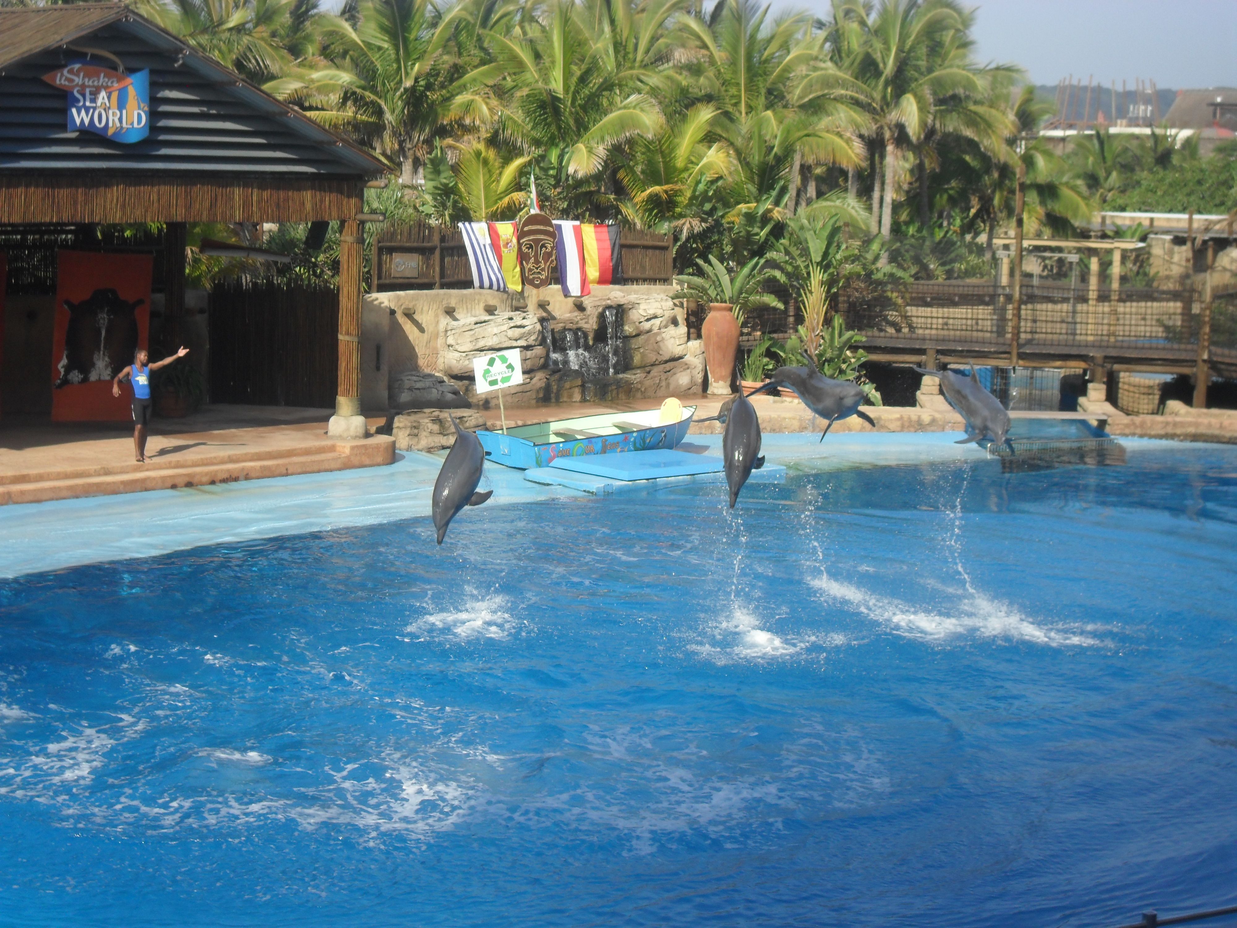 UShaka_Marine_World_dolphins.jpg