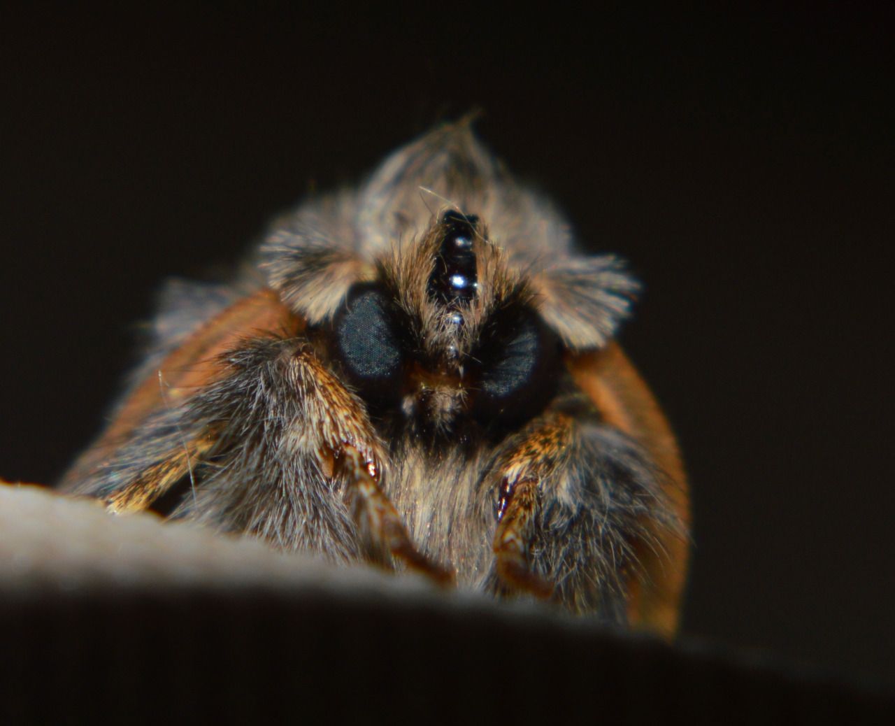 96694908811 - close up moth looks like a wise old hairy owl.jpg