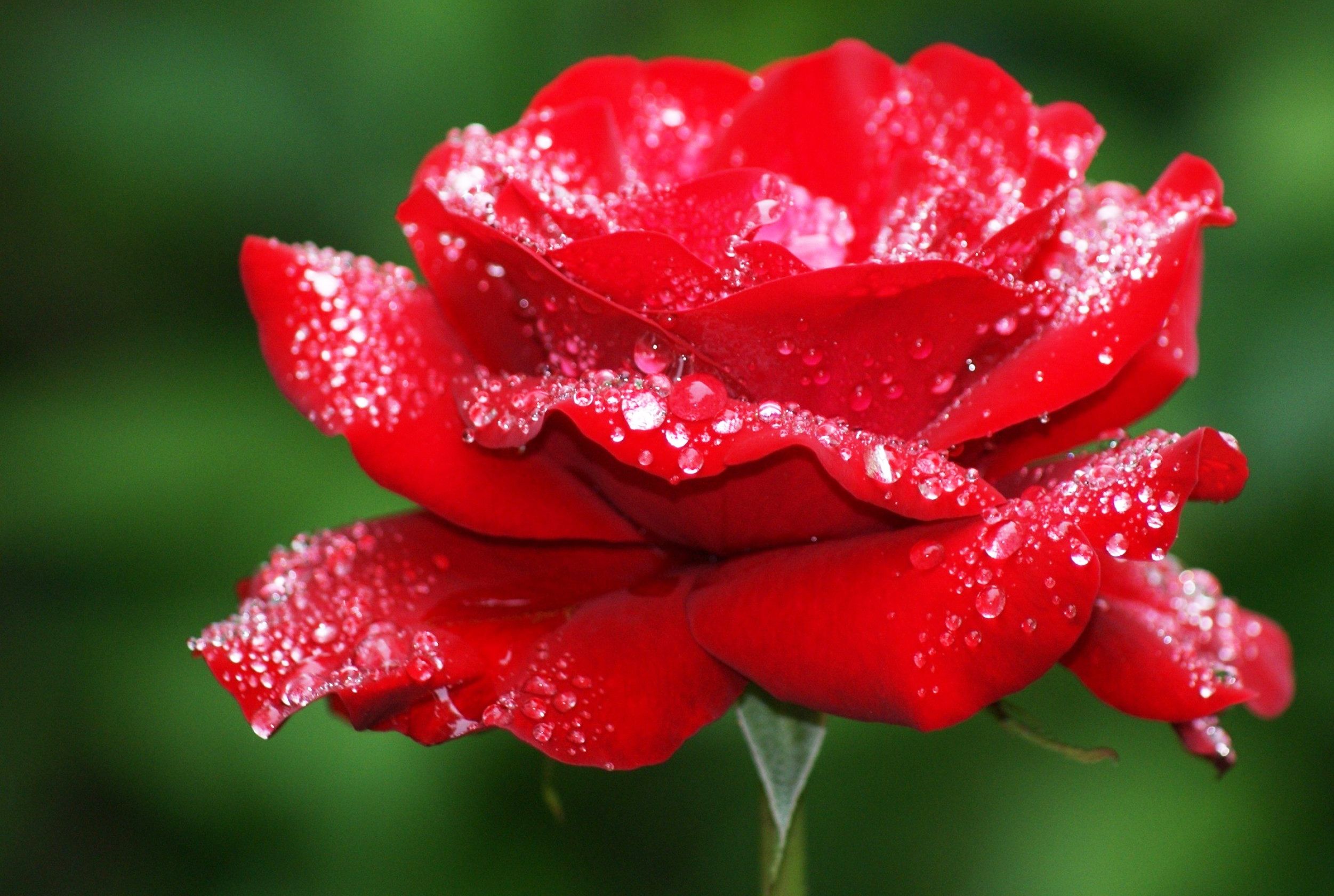 Beautiful-Rose-HD-Wallpapers-pictures.jpg