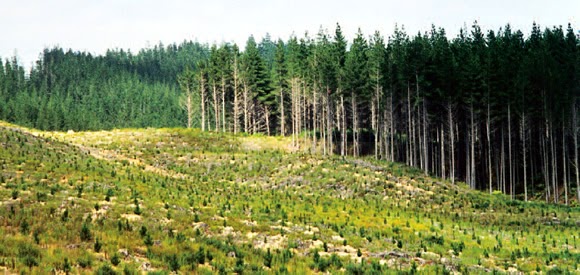 NZ-Forestry.jpg