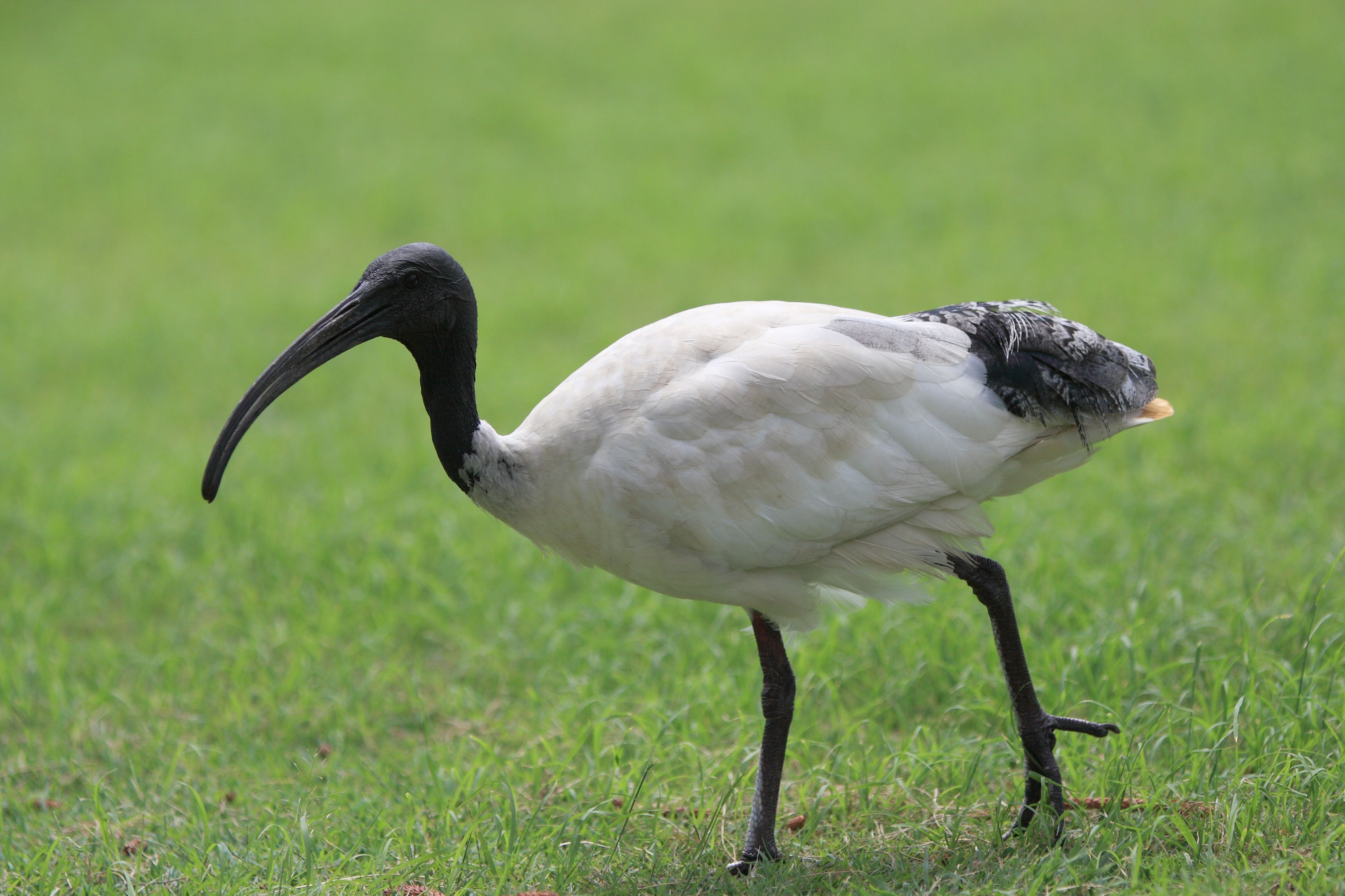 Ibis,_Gold_Coast,_Australia.jpg