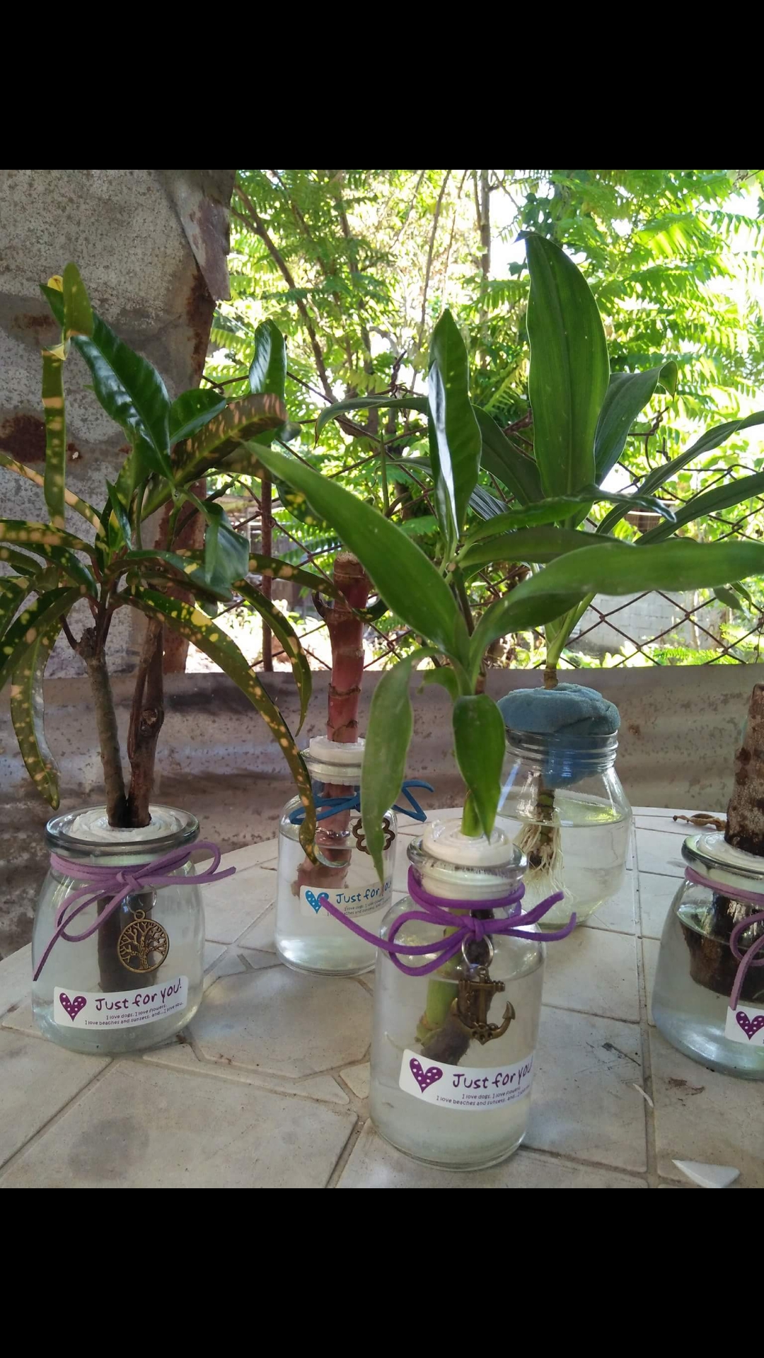 Bonsai Plant In Water Jar Steemit