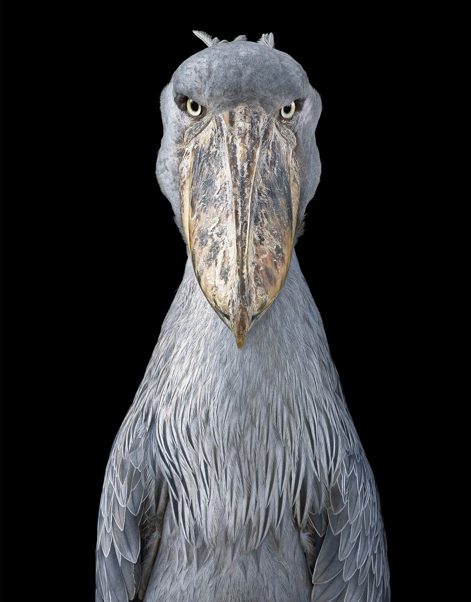 shoebill-470x600@2x291617528..jpg