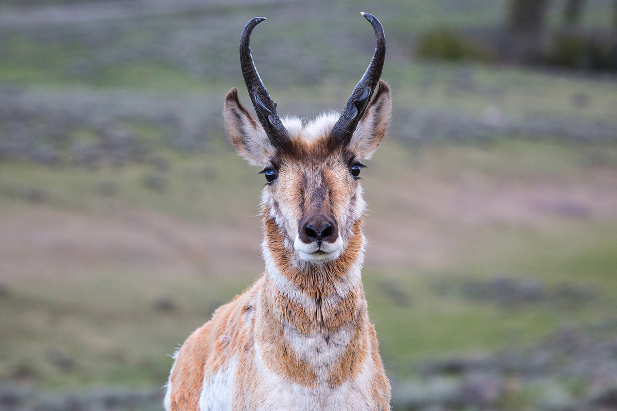 A male pronghorn.jpg