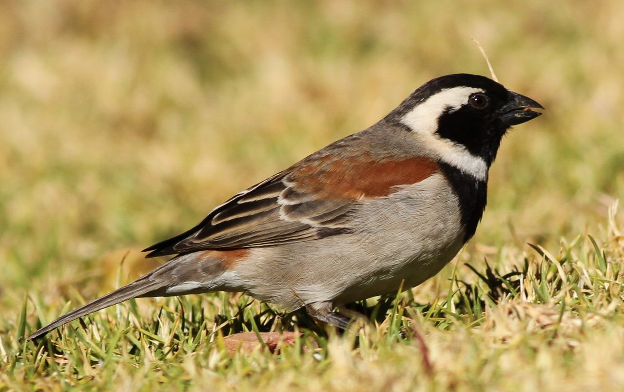 Cape Sparrow, Passer melanurus at Walter Sisulu National Botanical Garden, Johannesburg, South Africa (14727921265).jpg