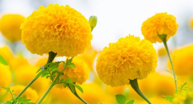 marigold-655x353.jpg