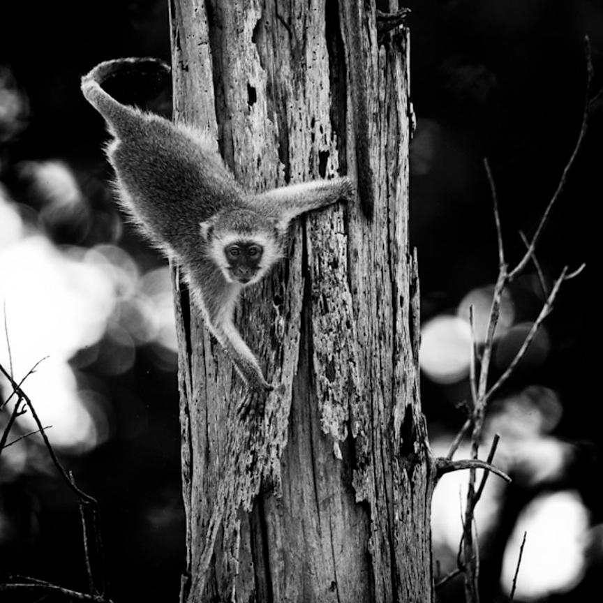 4131-Monkey_on_a_tree_Laurent_Baheux_xgaplus.jpg