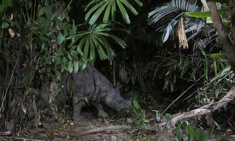 Javan Rhino.jpg