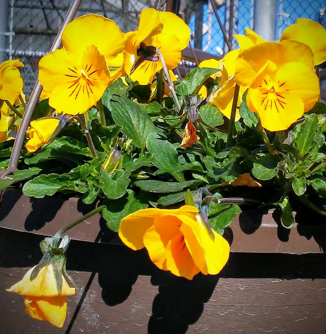 Yellow Pansies.jpg