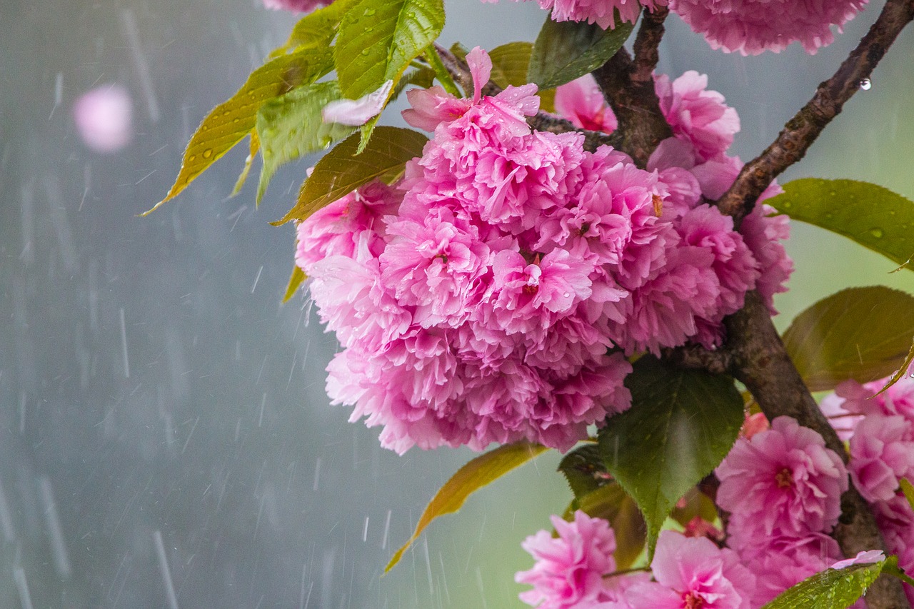 cherry-blossom-in-the-rain-3350533_1280.jpg