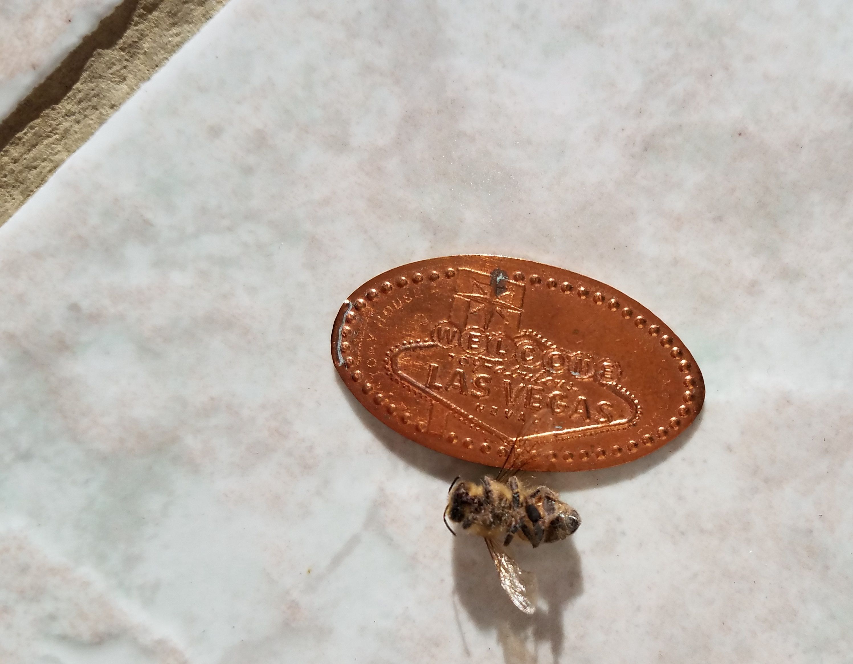 steemit-enternamehere-bee-macro-souvenir-penny-size-comparison-2.jpg