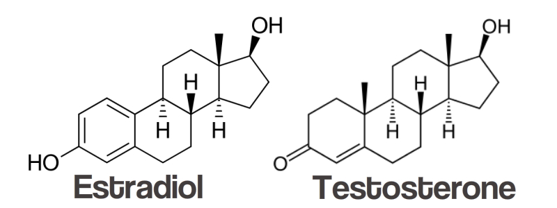 testradiol.jpg