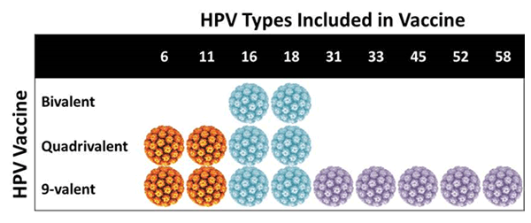 HPV viruses  in vaccine.gif