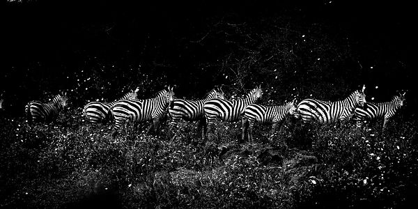 4867-Zebras_line_in_the_bush_Tanzania_2007_Laurent_Baheux_large.jpg