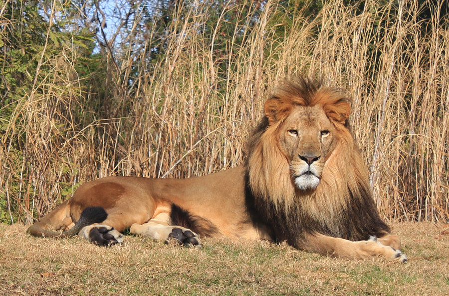 african_male_lion_by_charfade-d36vmbj.jpg