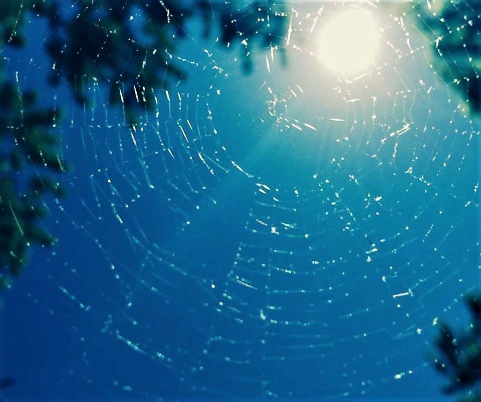 blue web.jpg