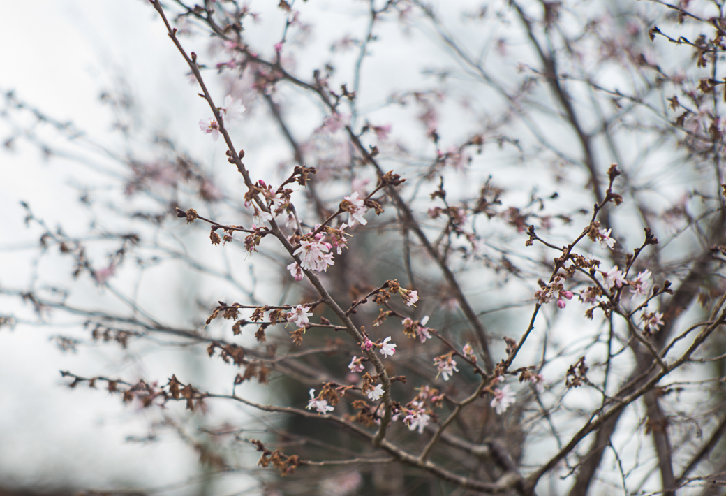 17-03-2018-flowers-02328.jpg