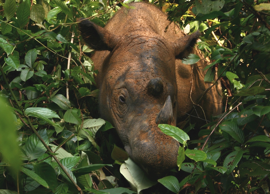 Sumatran_Rhinoceros_Way_Kambas_2008.jpg