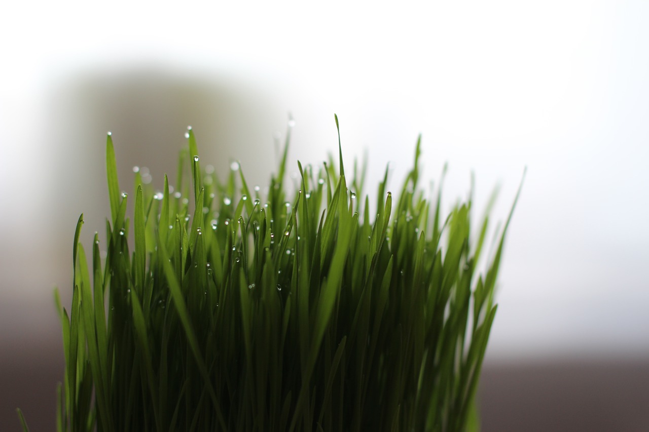 cat-grass-1524826_1280.jpg