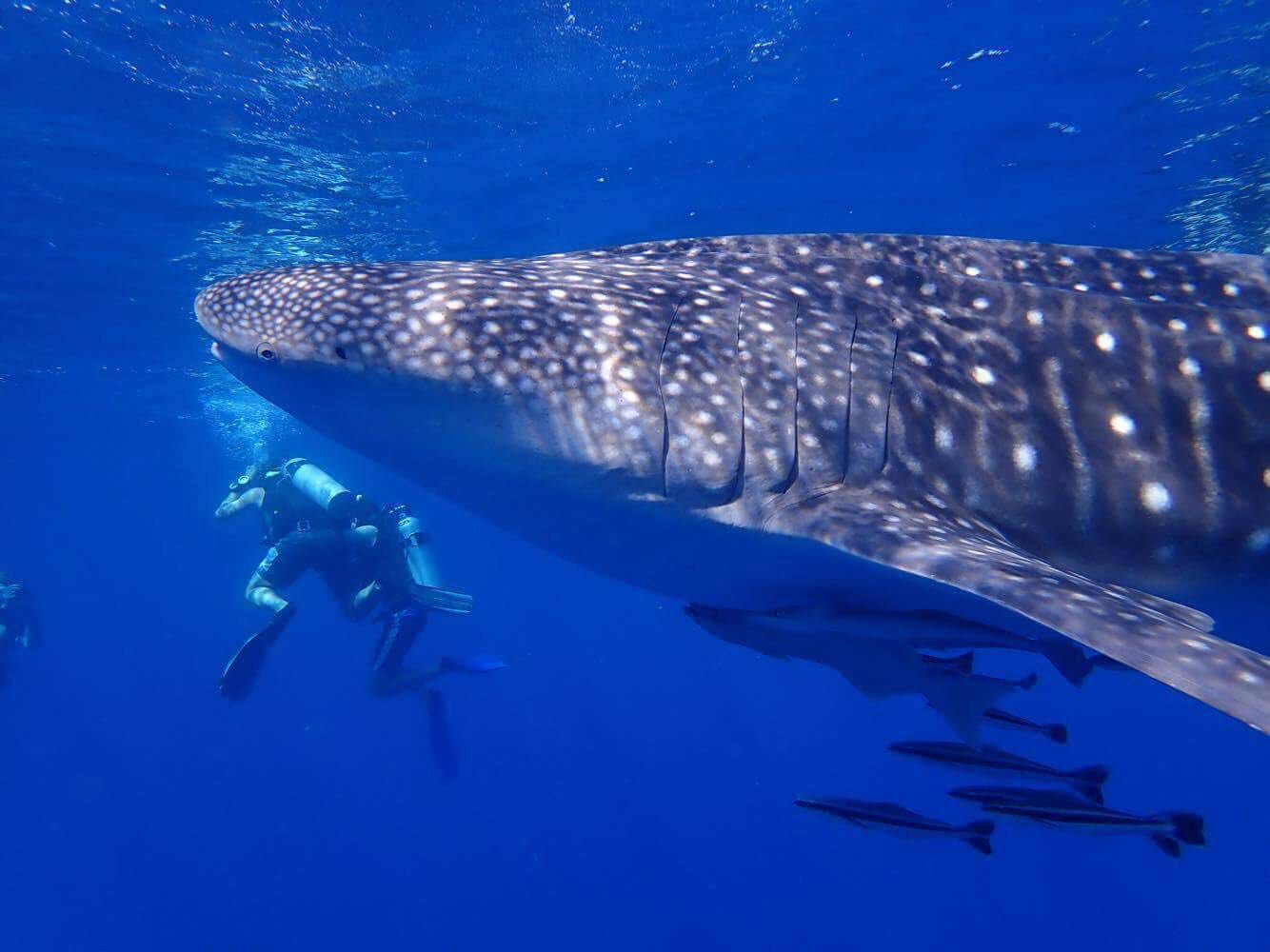 Day 2 Of 7 Days In Thailand Video Of Swimming With A Whale