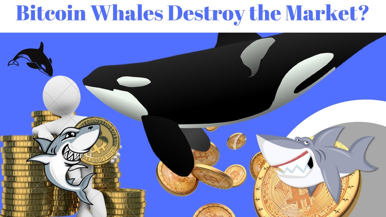 BITCOIN WHALES: SOMEONE JUST DROPPED 300 BTC ON THE MARKET AND TANKED BTC —  Steemit