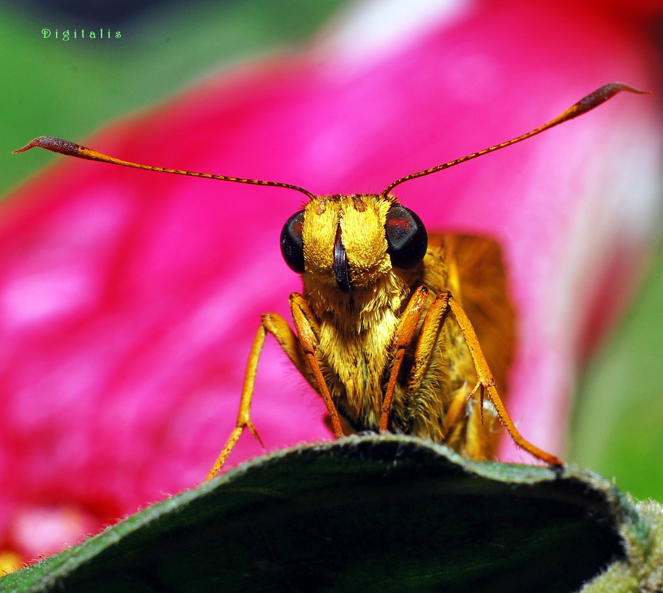 DSC_3974.JPG