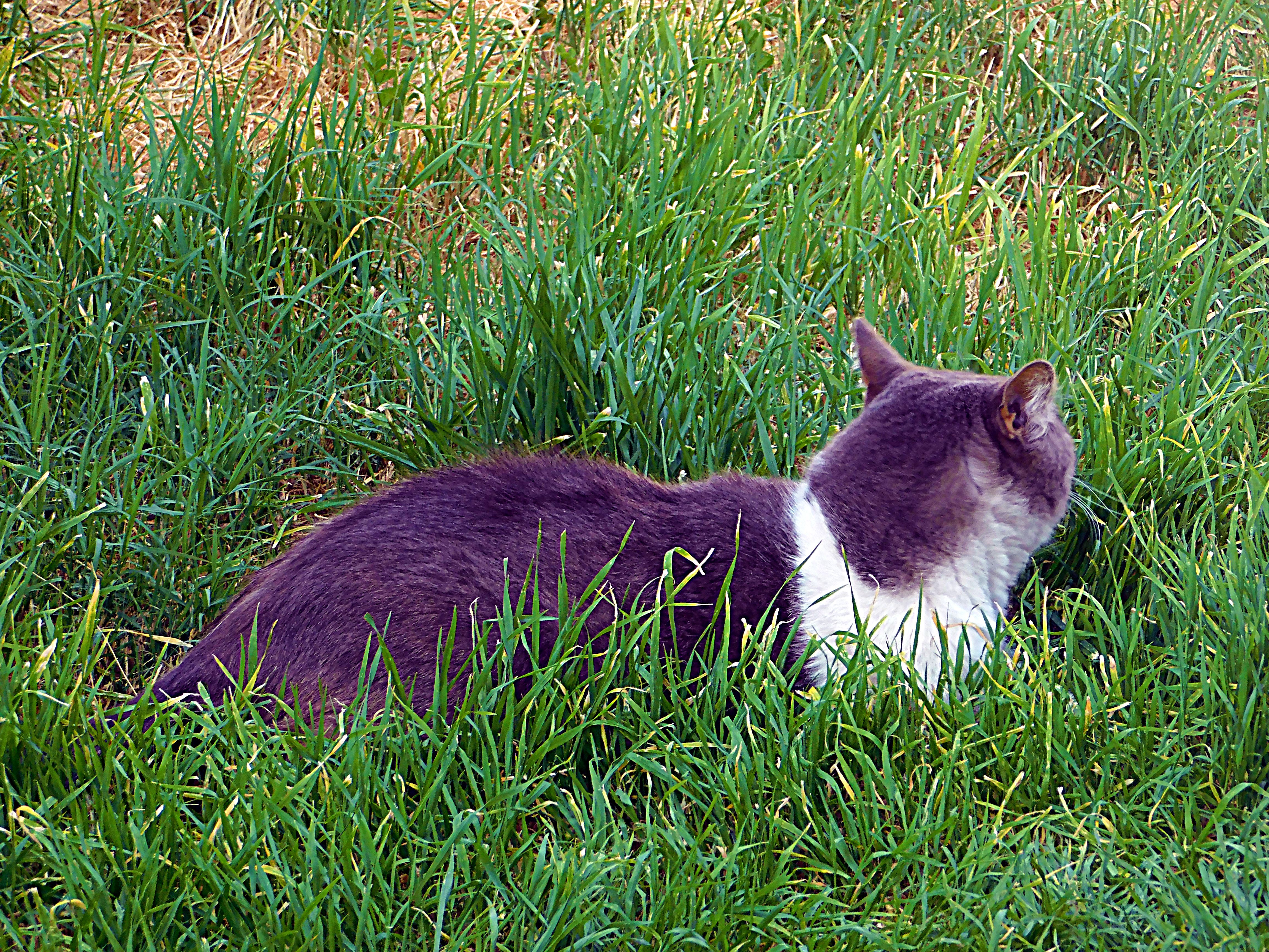 dailypetphotography, monster, pet, adsactly, jeronimo rubio, all rights reserved 2018, life, love, pets (410).JPG