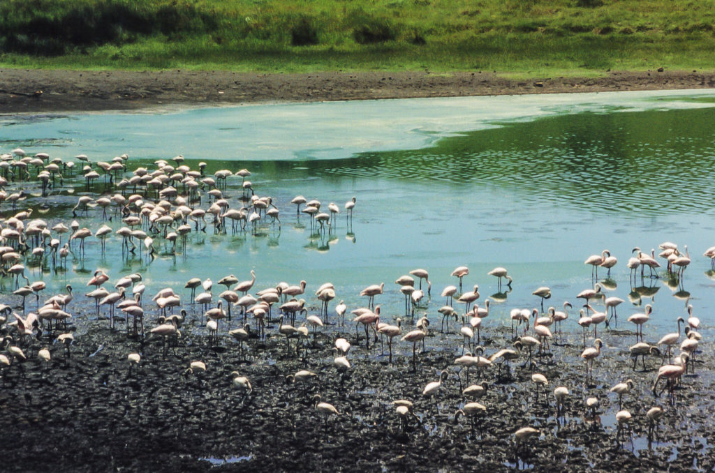 The Wonders of Arusha National Park 3.jpg