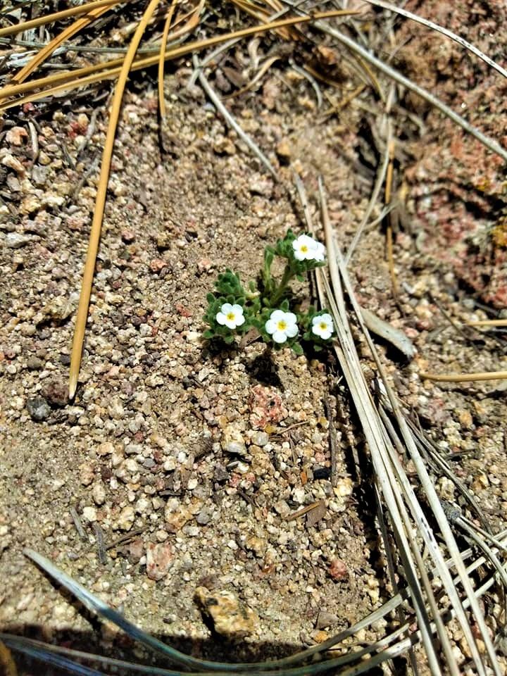 white flower (2).jpg
