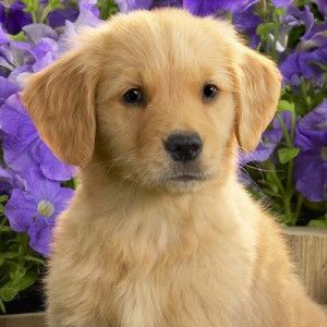 DoggyDollars-Retriever-300x300.jpg