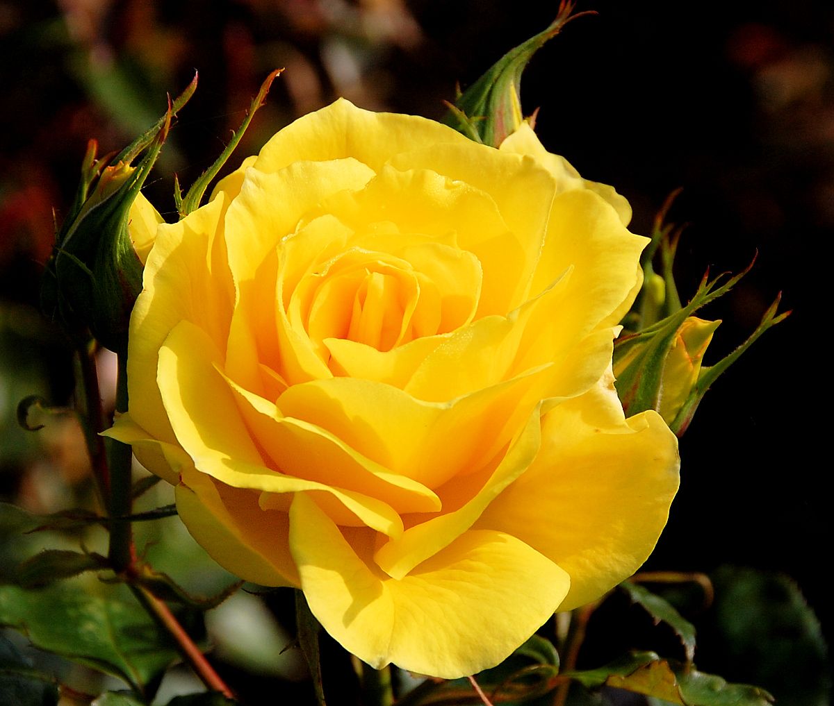 A_Yellow_Rose.jpg