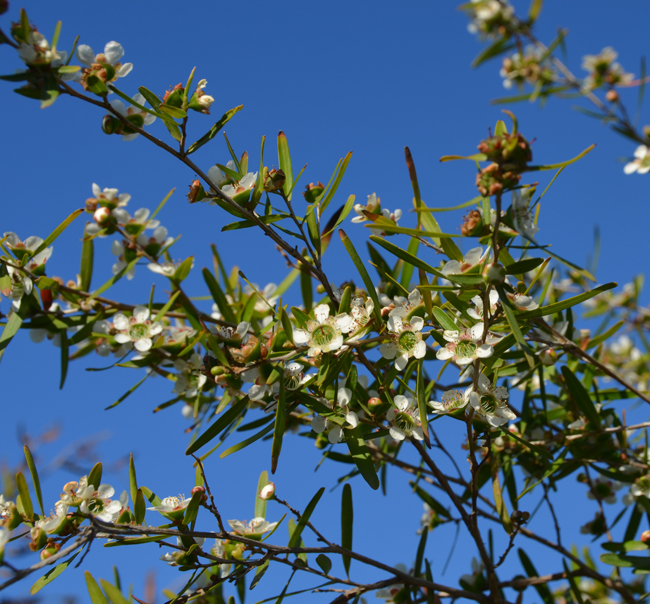 leptospermum-petersonii-flowers-2.jpg